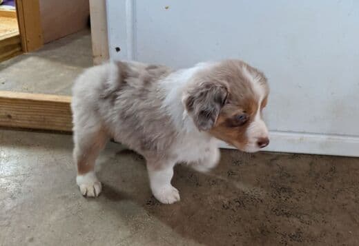 AKC Australian Shepherd puppies
