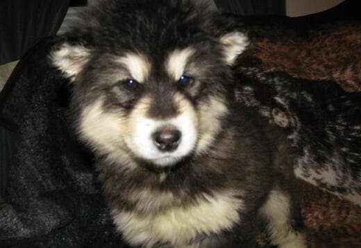 Obedient Alaskan Malamute puppies available