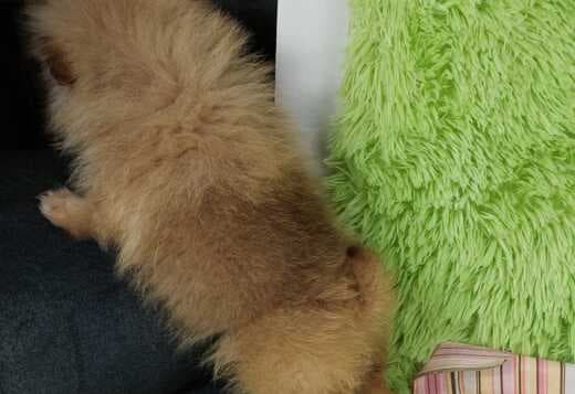 Beautiful Pomeranian Puppies For Sale.