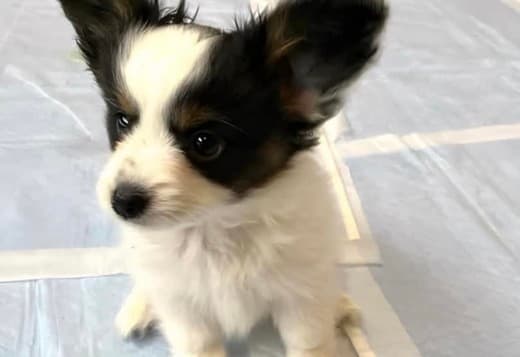 Adorable Papillon puppies