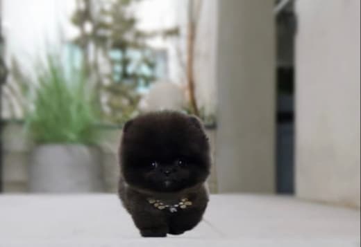 White POMERANIAN PUPPY