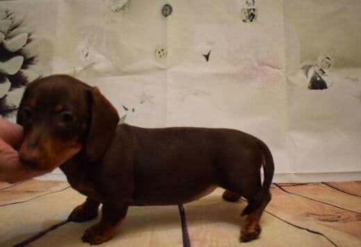 Dachshunds Puppies For Sale