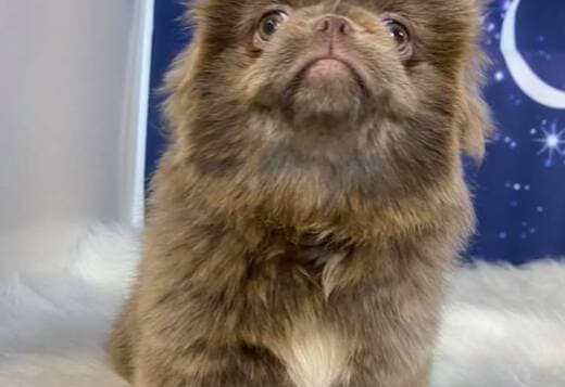 AKC Registered Pekingese Puppies