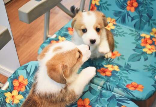 Pembroke Welsh Corgi Puppies