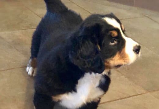 Bernese Mountain Dog Puppies