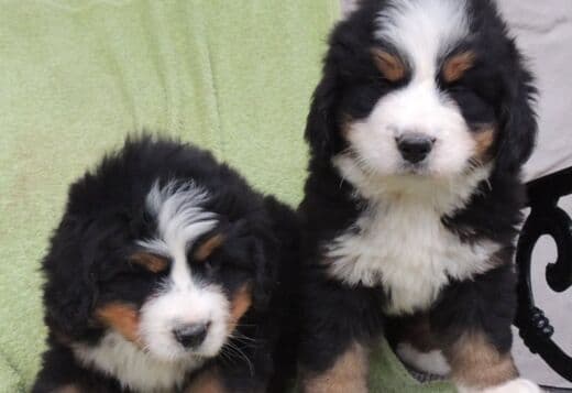 Bernese Mountain Dog Puppies