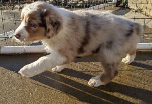 AKC Australian Shepherd puppies
