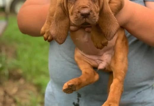 Well Trained Bloodhound Puppies
