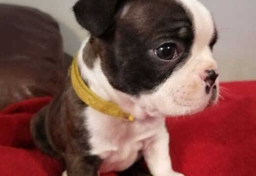 Home trained Boston Terrier Puppies