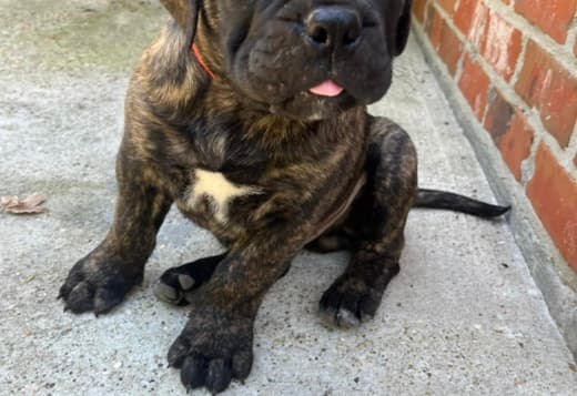 Well Socialized Bullmastiff Puppies