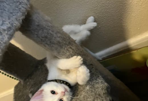 Stacy need a home