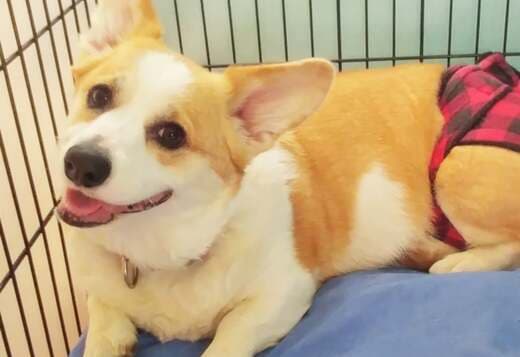 Pembroke Welsh Corgi Puppies