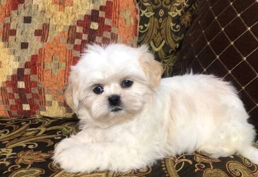 Adorable Shih Tzu Puppies
