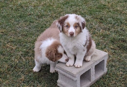 AKC Australian Shepherd puppies