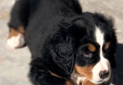 Bernese Mountain Dog Puppies