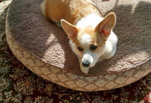 Pembroke Welsh Corgi Puppies