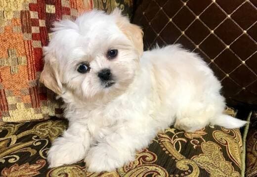 Adorable Shih Tzu Puppies