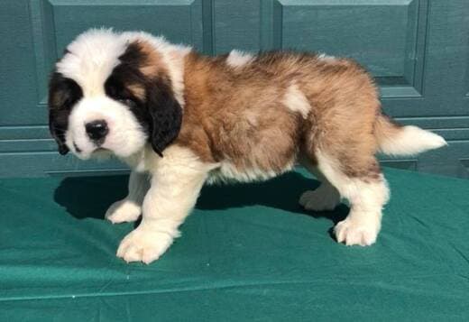 Lovely Saint Bernard Puppies