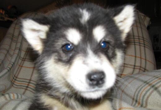 Obedient Alaskan Malamute puppies available