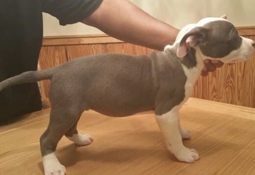 Male and female American Pit Bull Terrier puppies