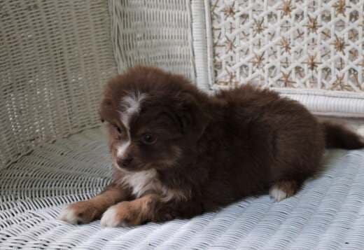 AKC Australian Shepherd puppies