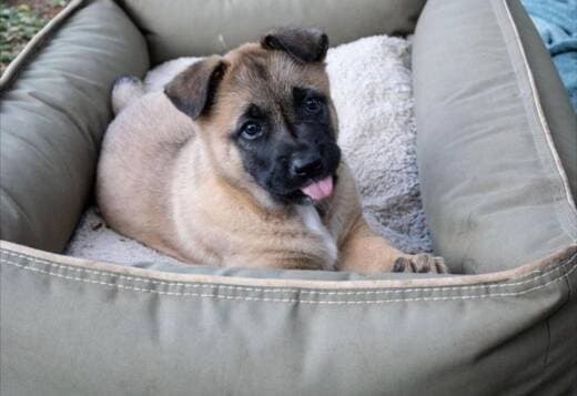 Well trained Belgian Malinois puppies