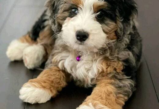 Beautiful Bernedoodle Puppies