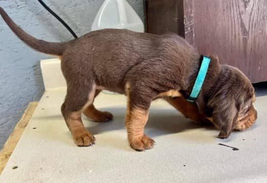 Well Trained Bloodhound Puppies