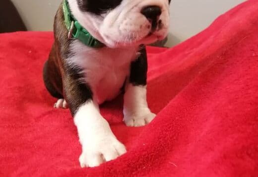Home trained Boston Terrier Puppies