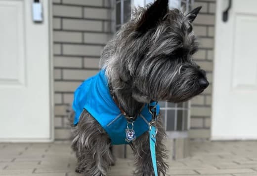 Lovely Cairn Terrier Puppies