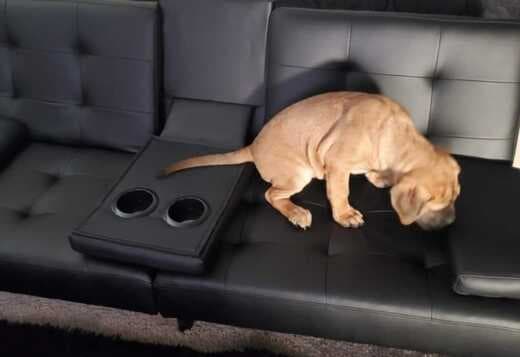 Well Socialized Bullmastiff Puppies