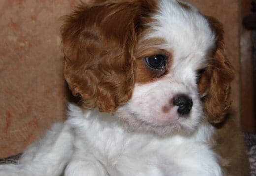 Home Raised Cavalier King Charles Spaniel Puppies
