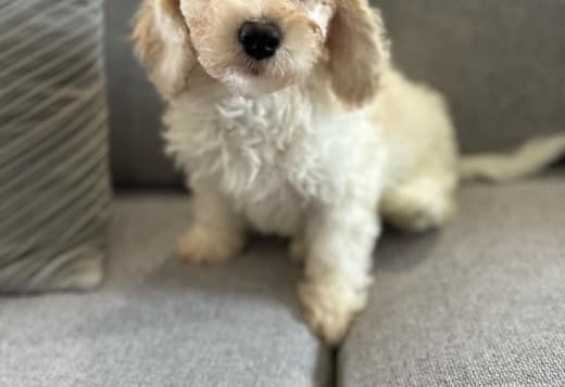 Beautiful Cavachon Puppies For Sale.