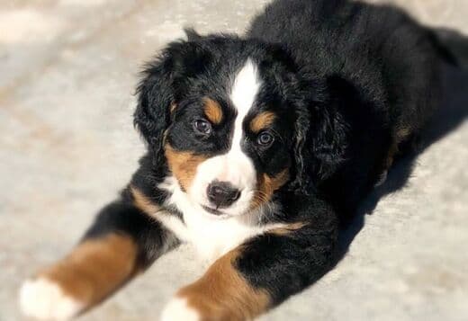 Bernese Mountain Dog Puppies