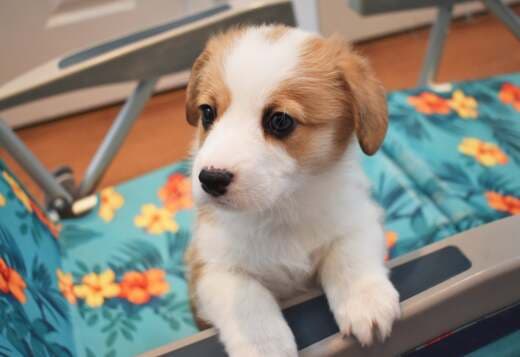 Pembroke Welsh Corgi Puppies