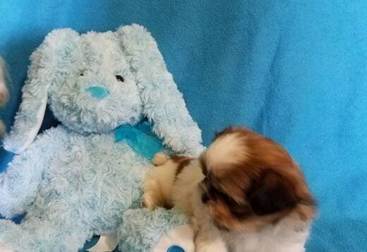 Adorable Shih Tzu Puppies