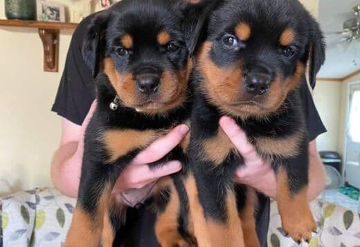Home Raised Rottweiler Puppies