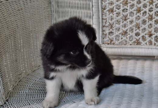 AKC Australian Shepherd puppies