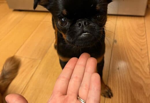 Home trained Brussels Griffon Puppies