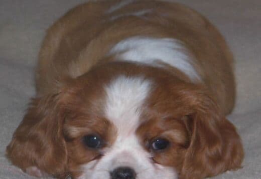 Home Raised Cavalier King Charles Spaniel Puppies