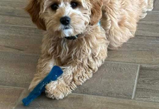 Beautiful Cavachon Puppies For Sale.