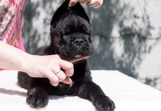 Home raised Cane Corso Puppies