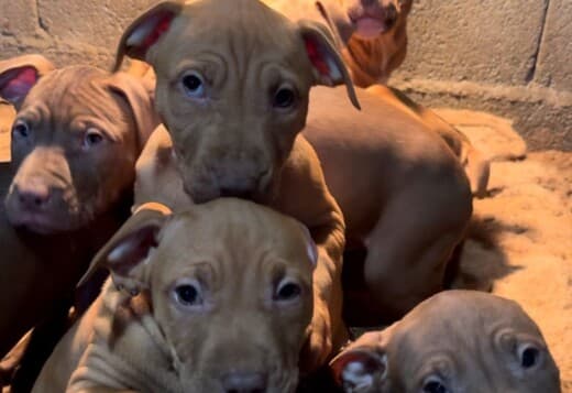 American Pit Bull Terrier puppies