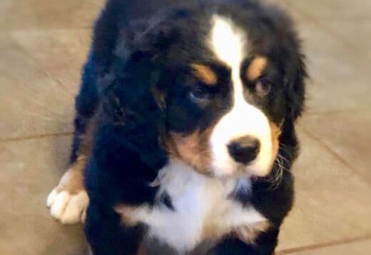 Bernese Mountain Dog Puppies