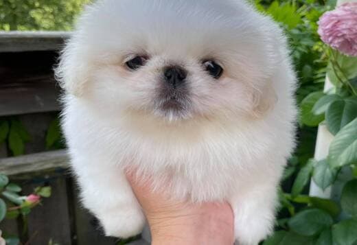 AKC Registered Pekingese Puppies