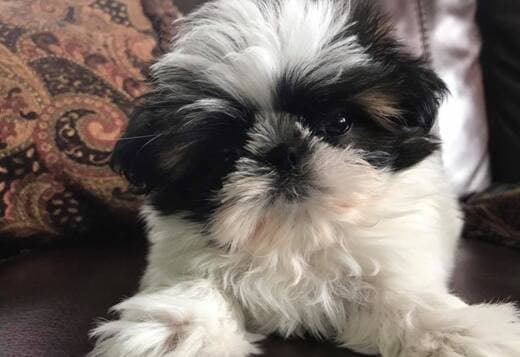 Adorable Shih Tzu Puppies