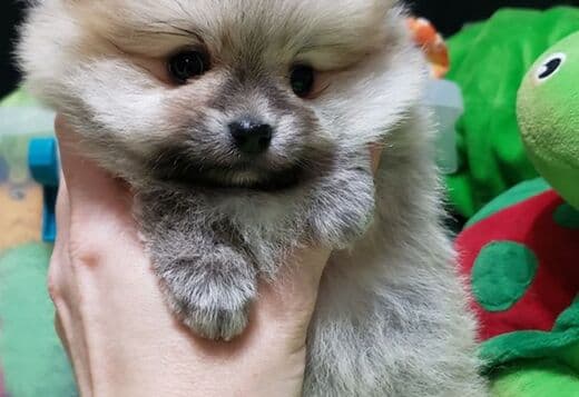 Beautiful Pomeranian Puppies For Sale.