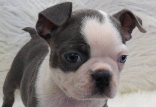 Home trained Boston Terrier Puppies