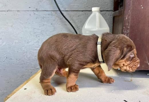 Well Trained Bloodhound Puppies