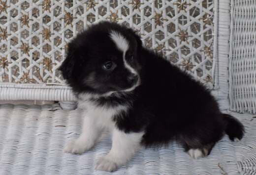 AKC Australian Shepherd puppies